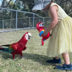 parrot plush.webp