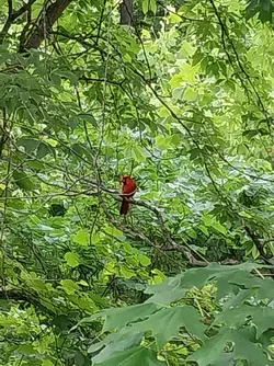 cardinal.webp