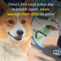 chinese police corgi.webp