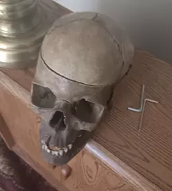 skull2.jpg.webp