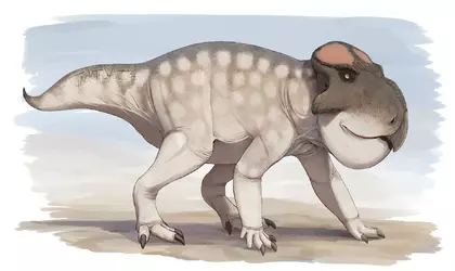 Udanoceratops FYP_ZxEX0AEeqZG.webp