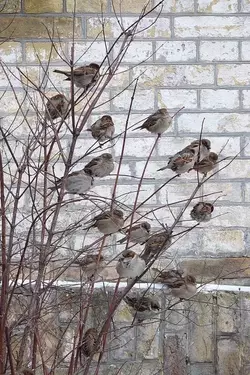 house-sparrows-photo-by-AwOiSoAk-KaOsIoWa-CC-2.0-e1646174733535.webp