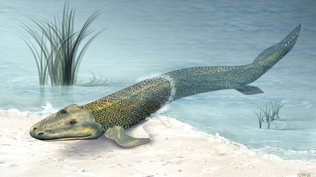 tiktaalik_wide-d5267f2bca149d05971c9947a178f8df4843d321.webp