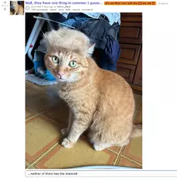 Screenshot OneOrangeBraincell.webp