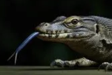 sip.webp
