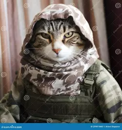 military-cat-partisan-terrorist-scout-very-severe-cat-prepared-war-military-uniform-terrorist...webp