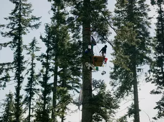 tree00.webp