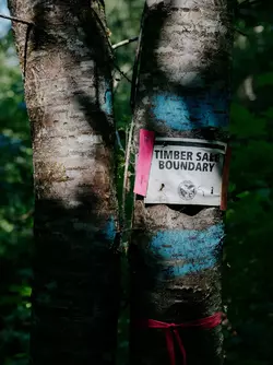tree04.webp tree04.webp
