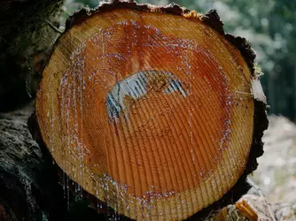tree07.webp