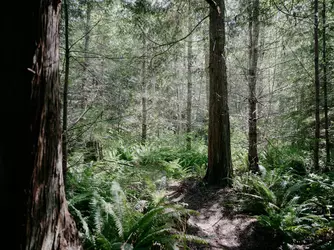 tree13.webp tree13.webp