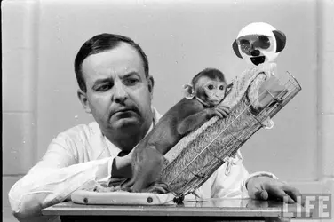 harry-harlow-monkey-doll.webp