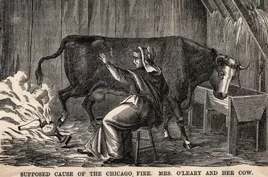 oleary cow.webp