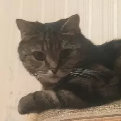Lesia the cat.webp