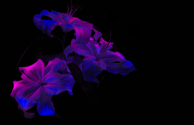 Light Painted Lily.webp