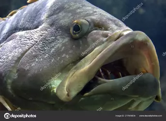 grouper - Copy.webp