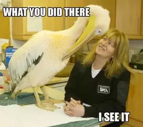 what-you-did-there-i-see-it.thumbnail.webp