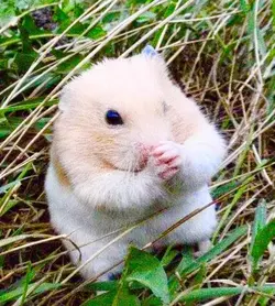 mice prayage.webp