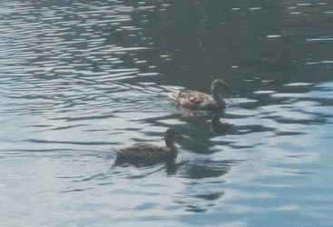 Ducks on the Property.webp