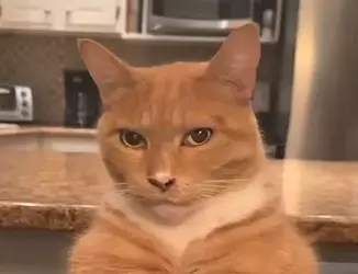 chad-cat.webp