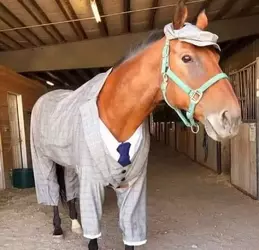 sherlock horse.webp