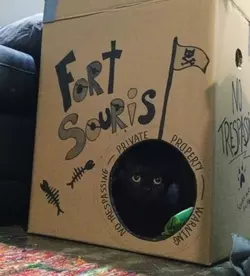 Pet-Owners-Are-Building-Hilarious-Cardboard-Cat-Forts-And-Castles-To-Help-Pass-The-Time-In-Qu...webp
