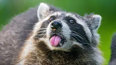raccoon-wallpaper-42.webp
