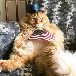 fat cat.webp