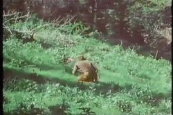 Cougar attack gunman.gif