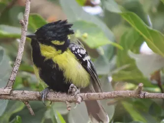 Himalayan back lored tit.webp