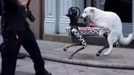 dog humping bostan dynamics robot dog.webp