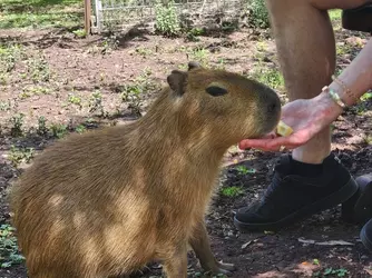 Capybara-Encounter.webp