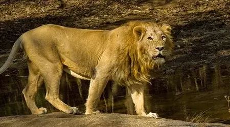indian-mammal1.webp