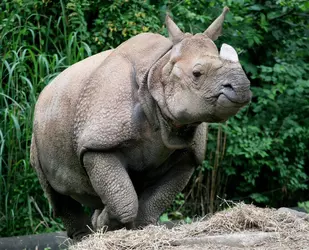 indian-mammal2.webp