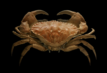 Cancer_bellianus_Johnston_1861_stuffed_museum_La_Rochelle.webp