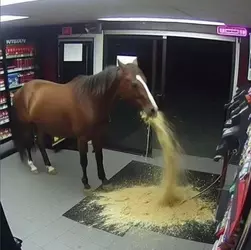 Horse.webp