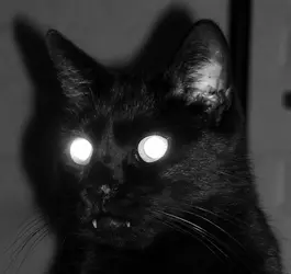 котэ 334.webp