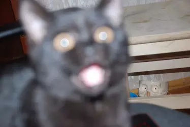 cat blurry.webp