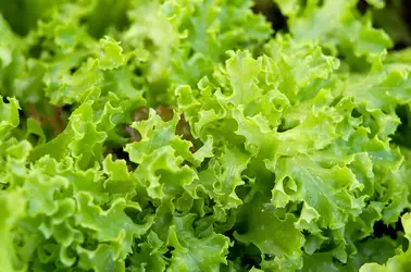 tango-oakleaf-lettuce-c6f6417e-b835c4813e1d4cbf9d11ddf09fbd2ea6.webp