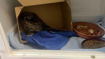 baby owl 2.webp