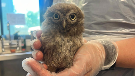 baby owl.webp