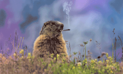 1751072252084292.gif