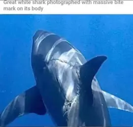 1752161631893.webp