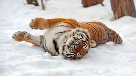 amurskii-tigr-22-1.webp