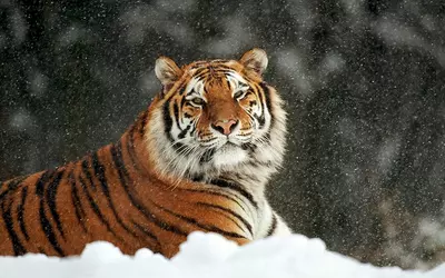 amurskii-tigr-23-1.webp