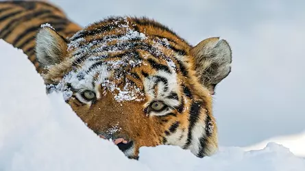 amurskii-tigr-zimoi-2.webp