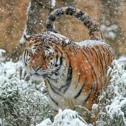 ussuriiskii-tigr-belyi-2-1.webp
