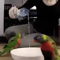 birbs-birds.webp
