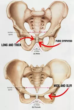 pubis-symphysis-reshaping-v0-fx845qzfo0cf1.webp
