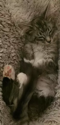 Kitten.webp