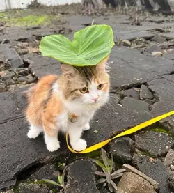 catleaf1.webp